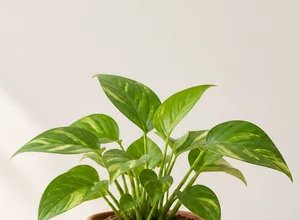 合成照片示例取景 2